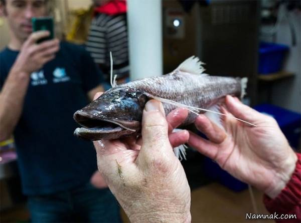 ماهی وحشتناک سر سیاه ماهی سر سیاه