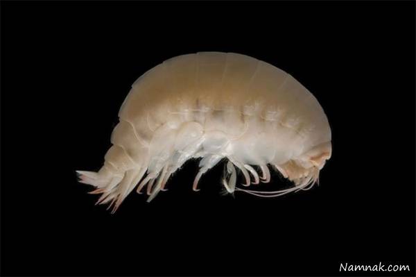 موجودات ناشناخته و ترسناک موجودات عجیب و وحشتناک