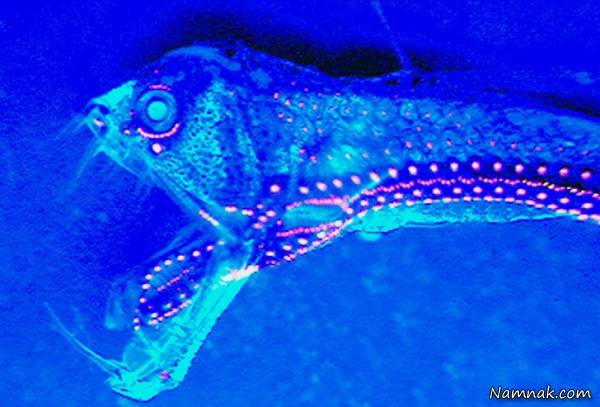 حیوانات بسیار وحشتناک هالیودز