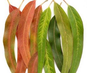 خواص اکالیپتوس