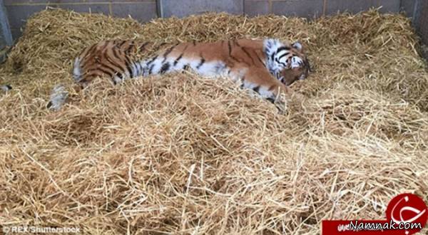 عفونت دندان