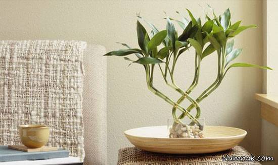 تزئین اتاق با گیاه بامبو تزئین اتاق