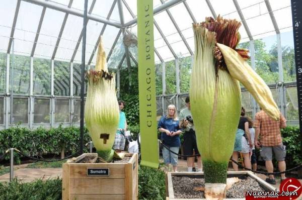 گل غول پیکر