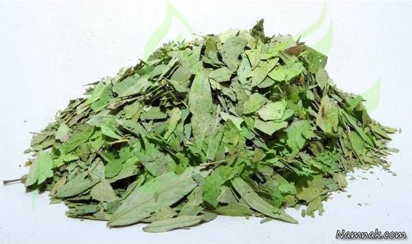برگ سنا لاغری
