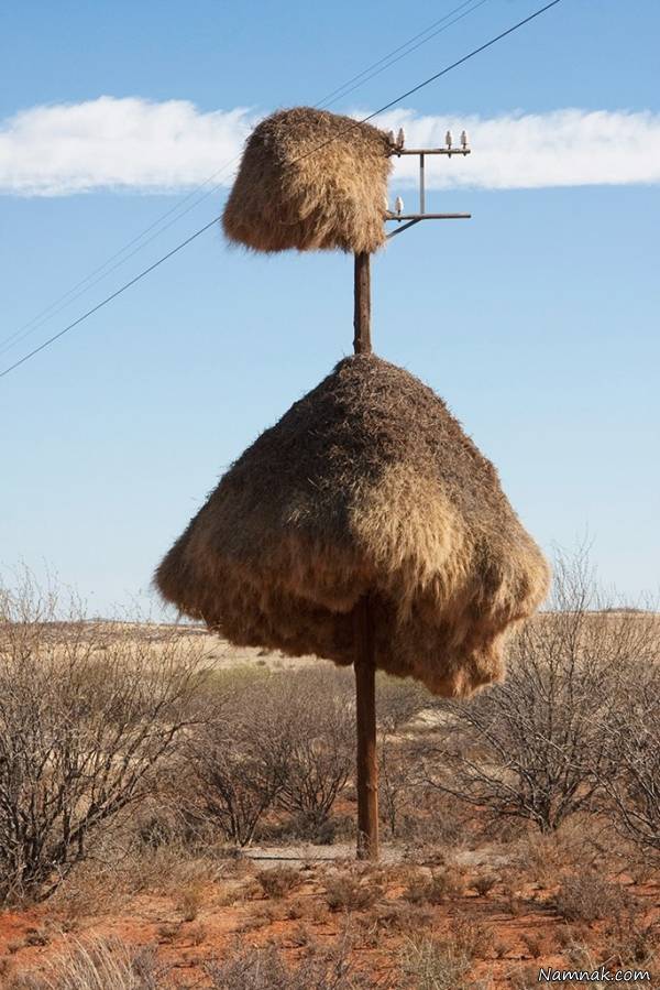 لانه پرندگان