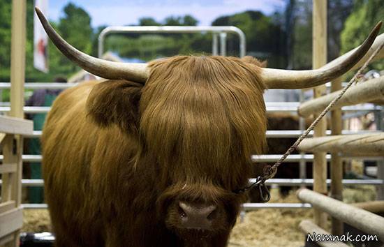 گاوهای ژرمن