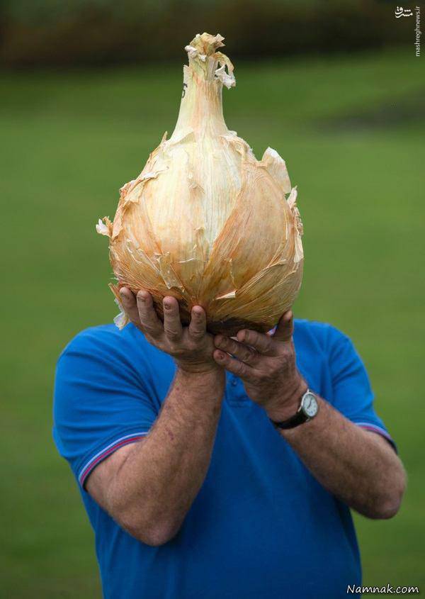 سنگین ترین پیاز بزرگترین پیاز