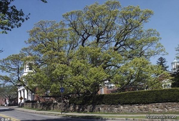 درخت بلوط سفید