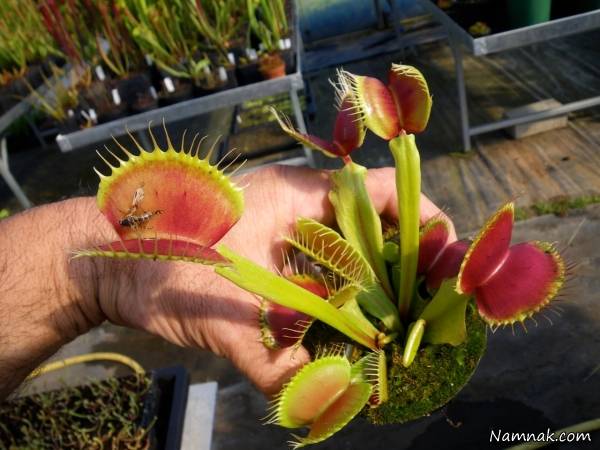 ونوس حشره خوار ونوس