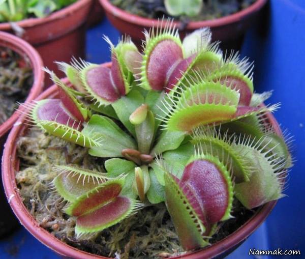 ونوس حشره خوار گیاه ونوس