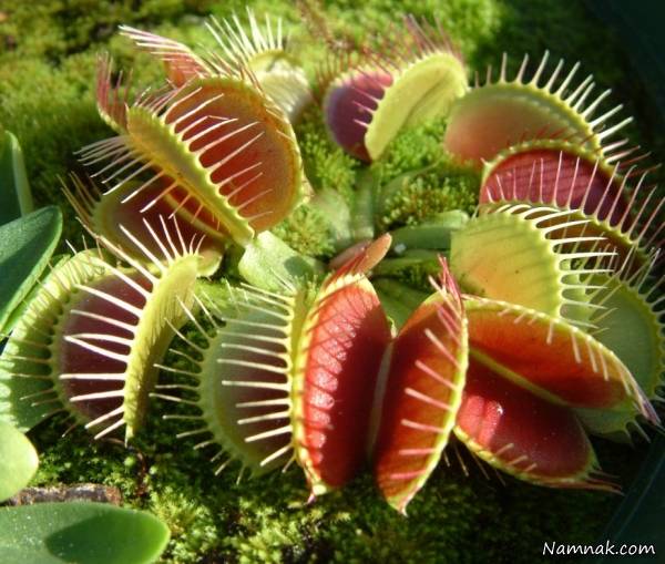 ونوس حشره خوار ونوس حشره خوار