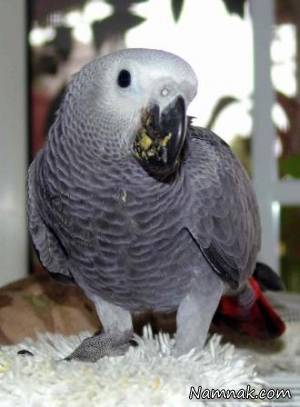 کاسکو
