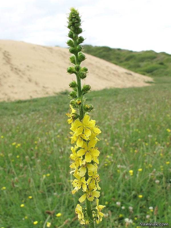 عوارض و مشکلات غافث عوارض گیاه خافث