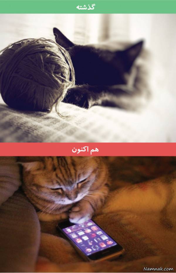 تفاوت نسل های مختلف گربه ها بازی گربه ها