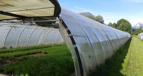 نایلون گلخانه