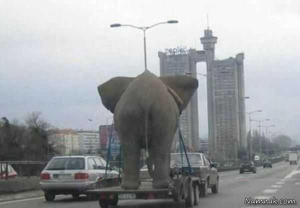 عکسهای خنده دار و بامزه عکسهای خنده دار و بامزه