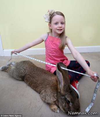 بزرگترین خرگوش دنیا