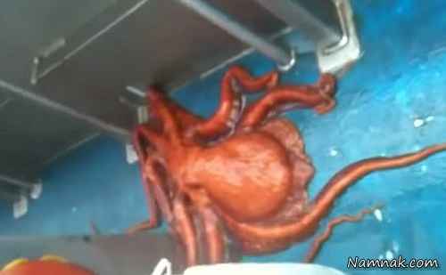 فرار اختاپوس غول پیکر