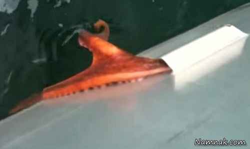 فرار اختاپوس غول پیکر