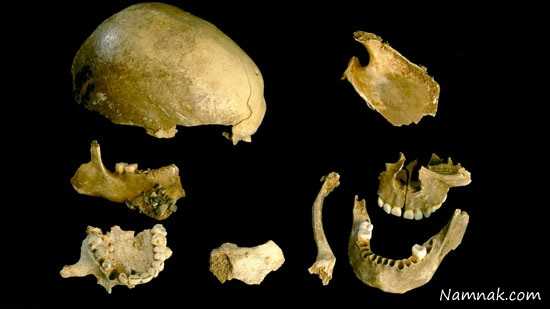 جمجمه انسان