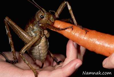 سنگین وزن ترین حشره