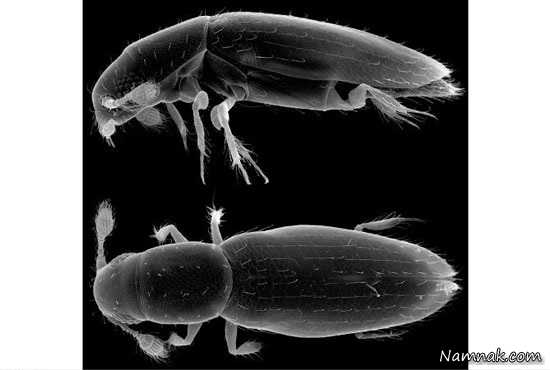 کوچکترین حشره کوچکترین حشره