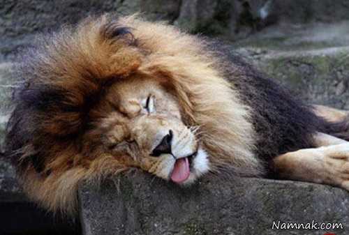 خواب حیوانات