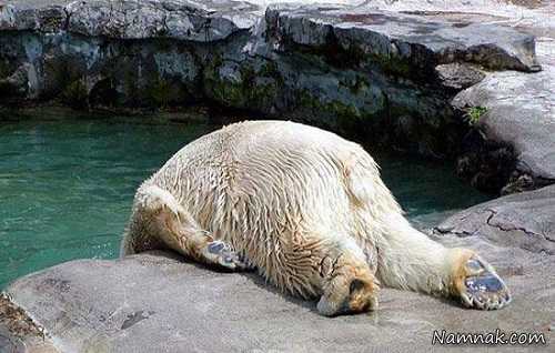 خواب حیوانات