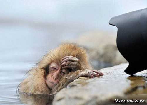 خواب حیوانات