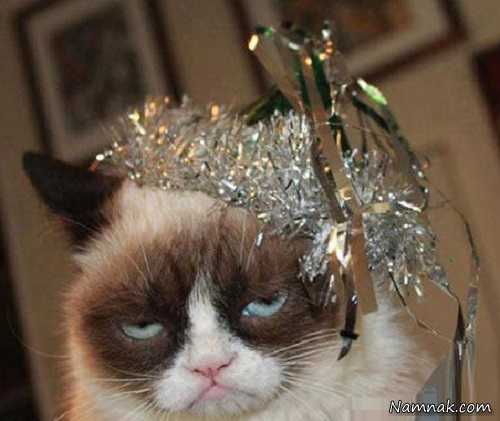 خواب حیوانات