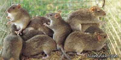 کباب موش غذای چندش آور کباب موش