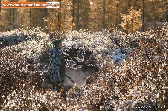 خانواده مغولی