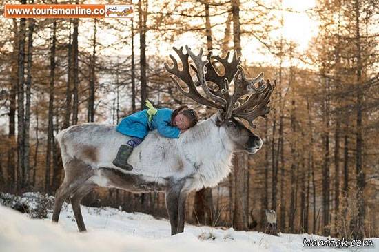خانواده مغولی