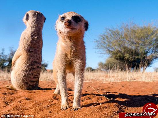 حیوان دم عصایی