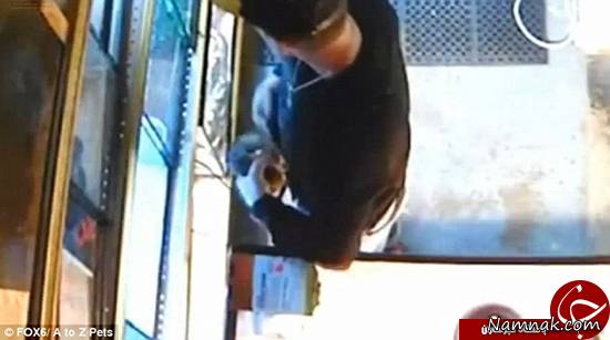 ماری که در شلوار یک دزد پنهان شد! + تصاویر مار