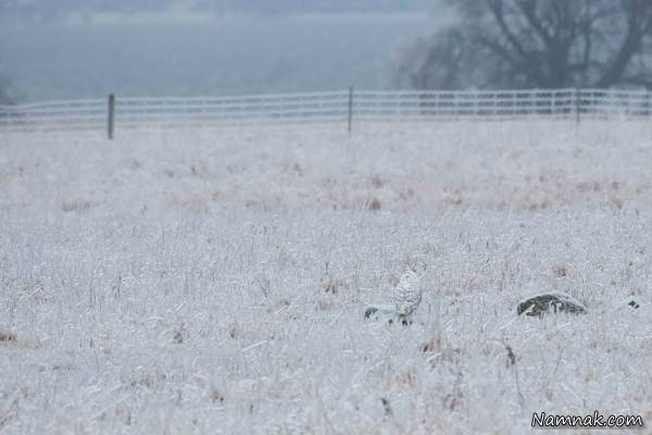 حیوان خانگی جغد
