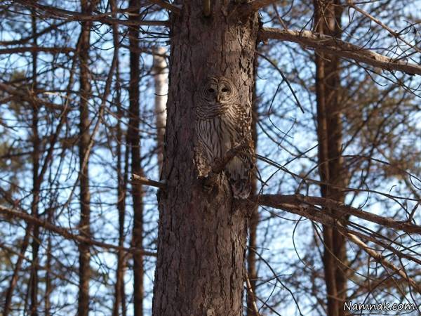 حیوان خانگی جغد