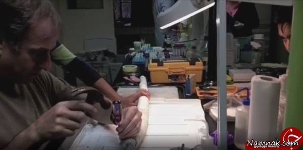 کرم کرم غول پیکر