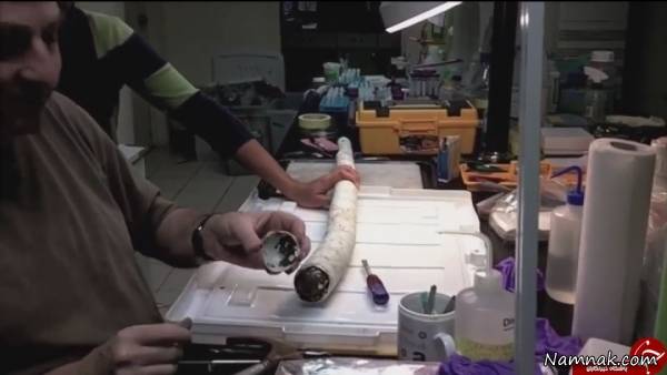 کرم غول پیکر کرم غول پیکر