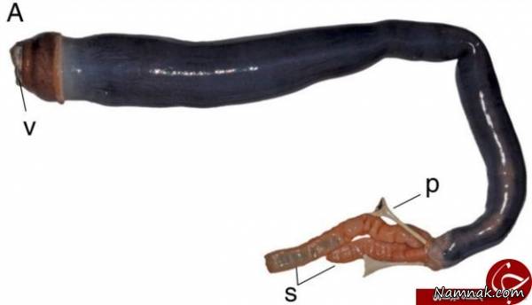 کرم کرم غول پیکر