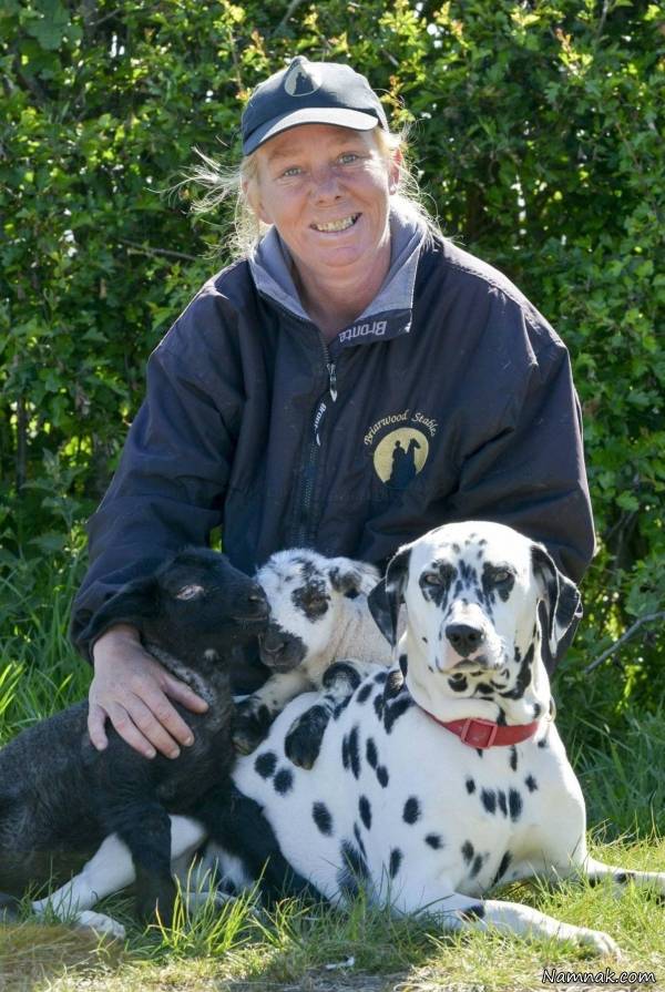 سگ مهربان سگ