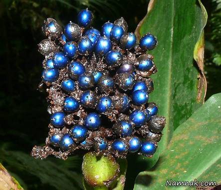 خوش رنگ ترین میوه دنیا