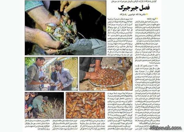 جیرجیرک سرخ شده خرید و فروش جیرجیرک