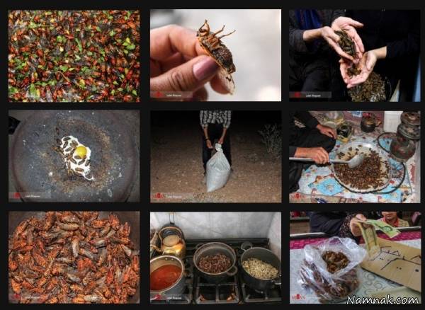 جیرجیرک خرید و فروش جیرجیرک