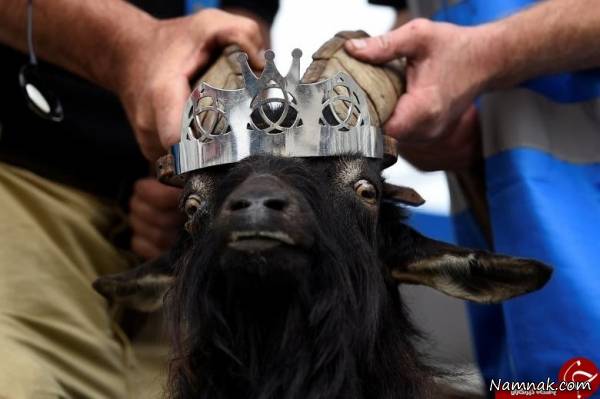 تاجگذاری بز وحشی