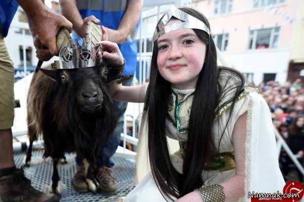 تاجگذاری بز وحشی