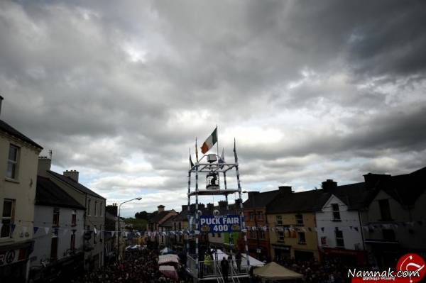 ایرلند بز وحشی