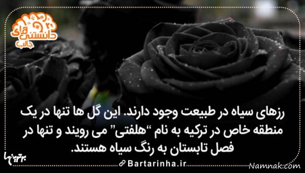 دانستنی ها