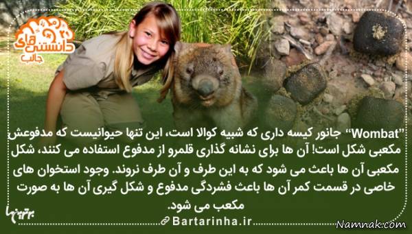 دانستنی ها