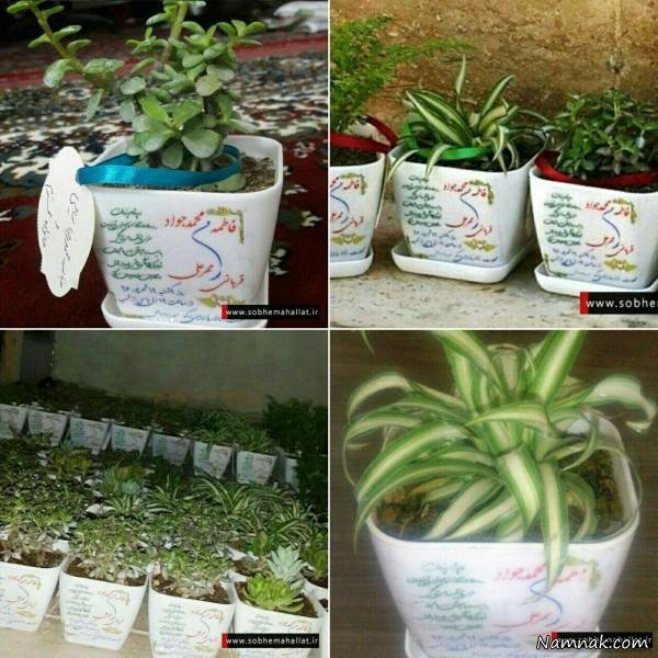 عروس و داماد